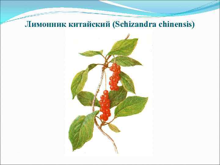 Лимонник китайский (Schizandra chinensis) 