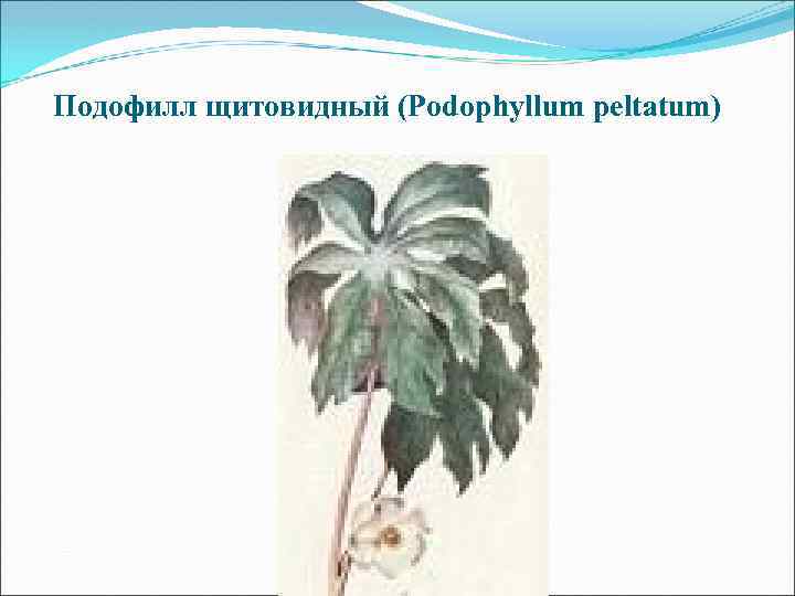 Подофилл щитовидный (Podophyllum peltatum) 