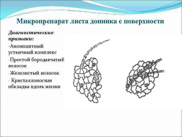 Микропрепарат листа донника с поверхности Диагностические признаки: -Аномоцитный устьичный комплекс -Простой бородавчатый волосок -Железистый