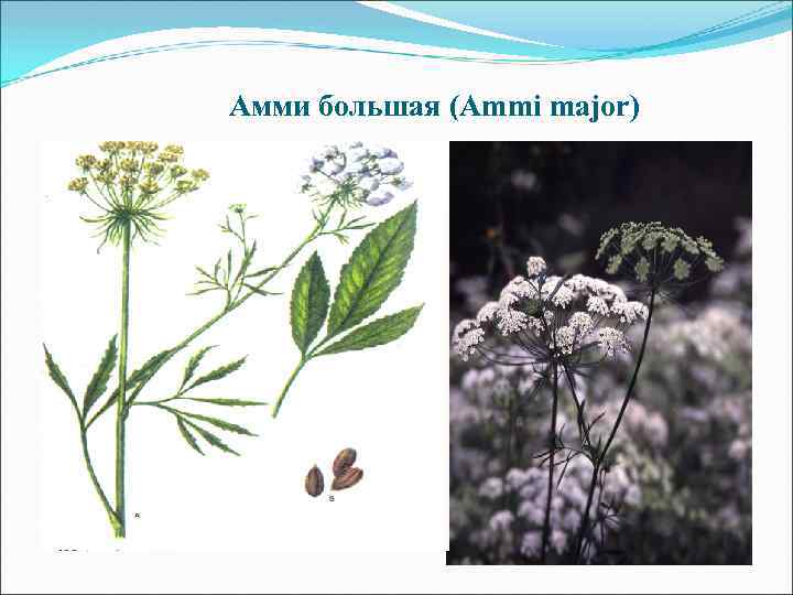 Амми большая (Ammi major) 