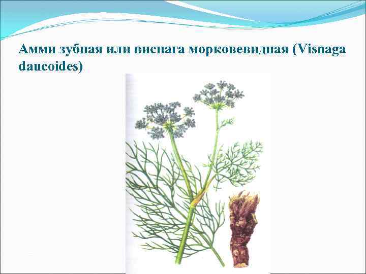 Амми зубная или виснага морковевидная (Visnaga daucoides) 