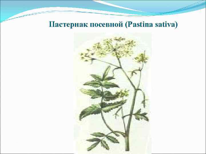 Пастернак посевной (Pastina sativa) 