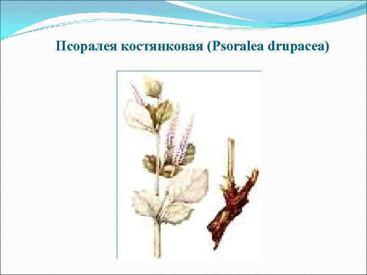 Псоралея костянковая (Psoralea drupacea) 