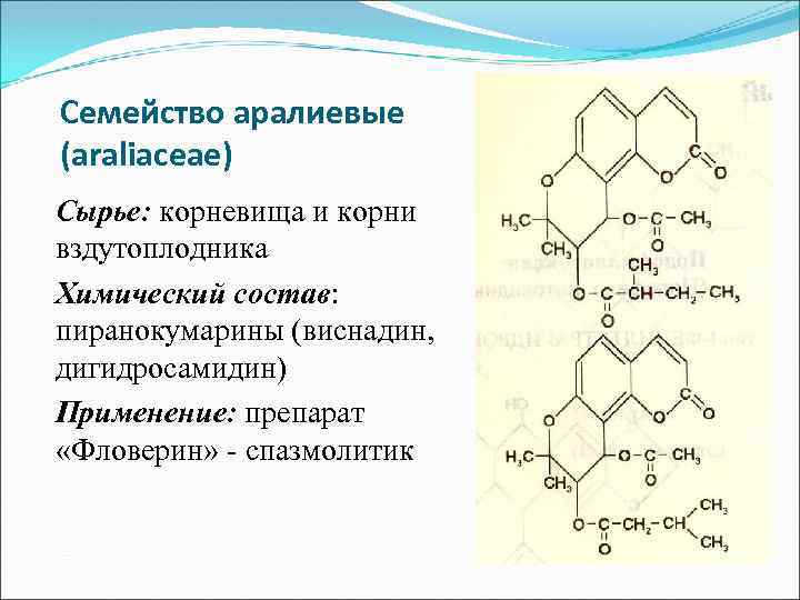 Семейство аралиевые (araliaceae) Сырье: корневища и корни вздутоплодника Химический состав: пиранокумарины (виснадин, дигидросамидин) Применение: