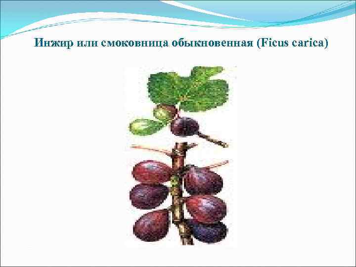 Инжир или смоковница обыкновенная (Ficus carica) 