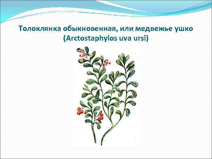 Толоклянка обыкновенная, или медвежье ушко (Arctostaphylos uva ursi) 