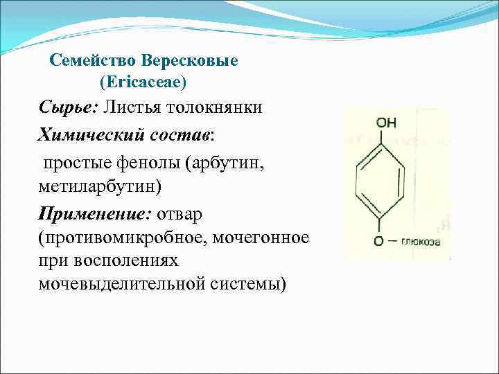 Семейство Вересковые (Ericaceae) Сырье: Листья толокнянки Химический состав: простые фенолы (арбутин, метиларбутин) Применение: отвар