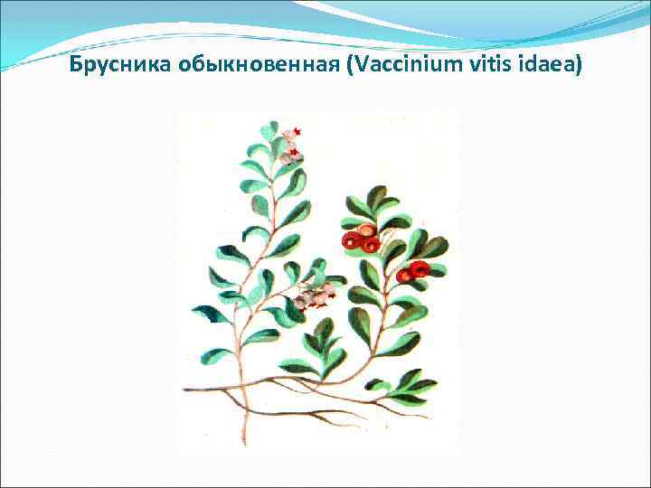 Брусника обыкновенная (Vaccinium vitis idaea) 