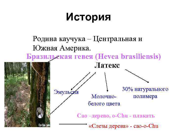 История Родина каучука – Центральная и Южная Америка. Бразильская гевея (Hevea brasiliensis) Латекс Эмульсия