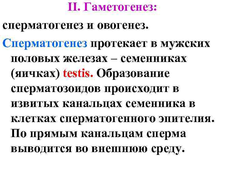 II. Гаметогенез: сперматогенез и овогенез. Сперматогенез протекает в мужских половых железах – семенниках (яичках)