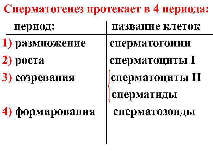Сперматогенез протекает в 4 периода: период: название клеток 1) размножение сперматогонии 2) роста сперматоциты