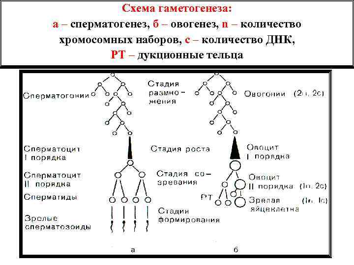Схема гаметогенеза: а – сперматогенез, б – овогенез, n – количество хромосомных наборов, с