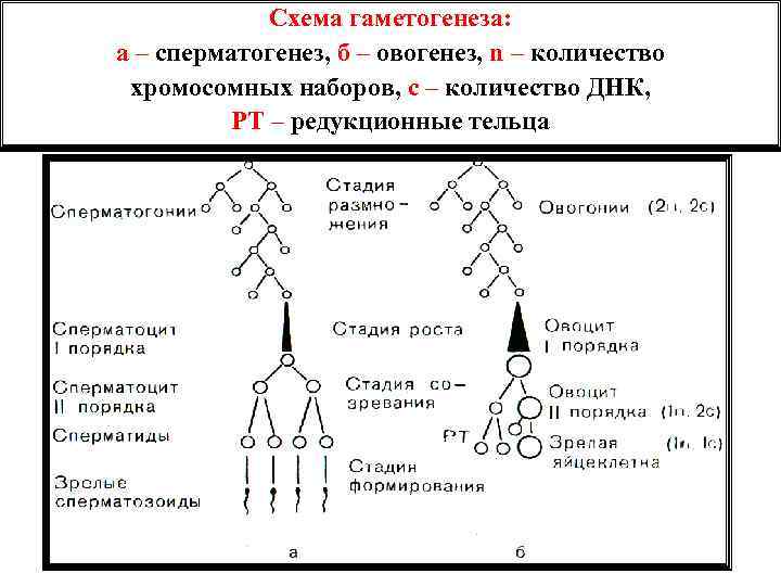 Сперматогенез и овогенез схема