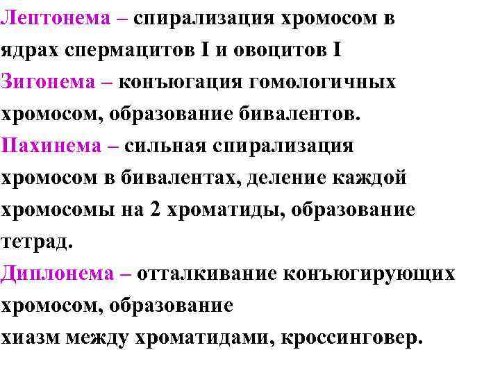 Лептонема – спирализация хромосом в ядрах спермацитов I и овоцитов I Зигонема – конъюгация