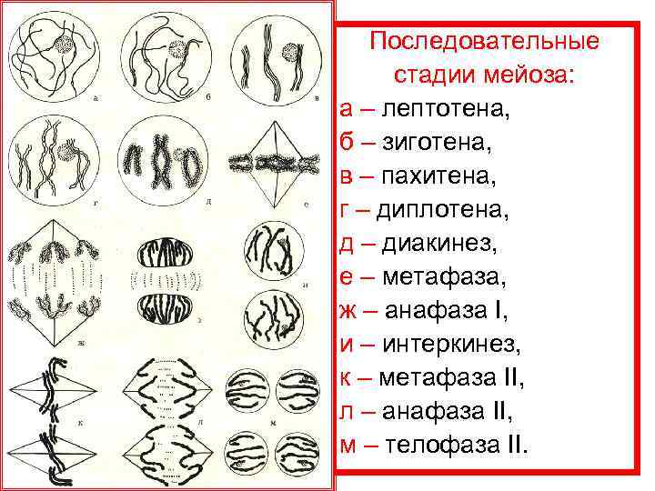 Последовательные стадии мейоза: а – лептотена, б – зиготена, в – пахитена, г –