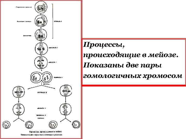 Процессы, происходящие в мейозе. Показаны две пары гомологичных хромосом 