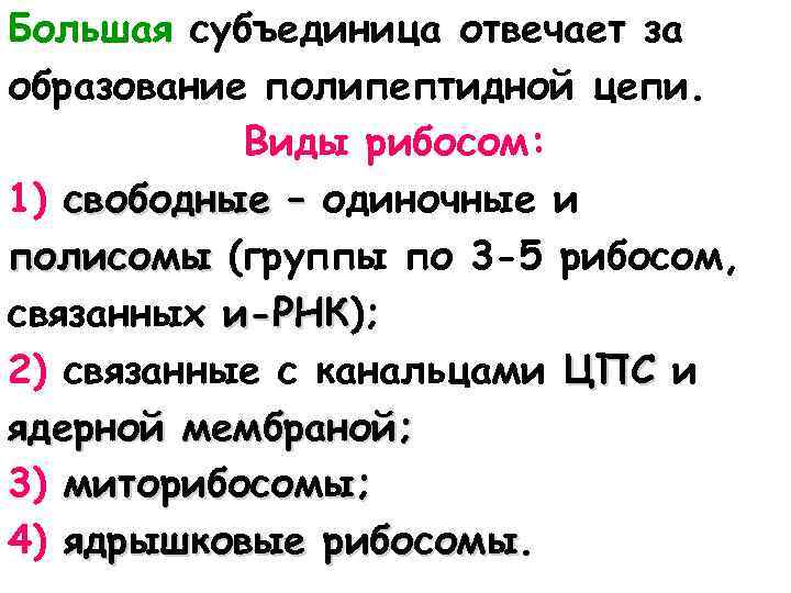 Большая субъединица отвечает за образование полипептидной цепи. Виды рибосом: 1) свободные – одиночные и