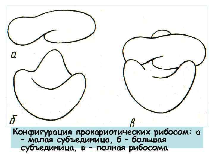 Конфигурация прокариотических рибосом: а – малая субъединица, б – большая субъединица, в – полная
