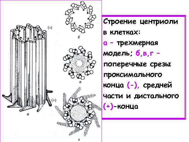 Строение центриоли в клетках: а – трехмерная модель; б, в, г – поперечные срезы