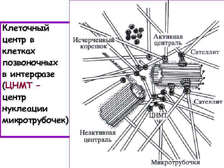 Клеточный центр в клетках позвоночных в интерфазе (ЦНМТ – центр нуклеации микротрубочек) 