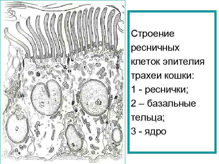 Строение ресничных клеток эпителия трахеи кошки: 1 - реснички; 2 – базальные тельца; 3