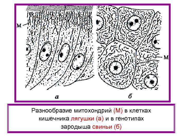 Разнообразие митохондрий (М) в клетках кишечника лягушки (а) и в генотипах зародыша свиньи (б)