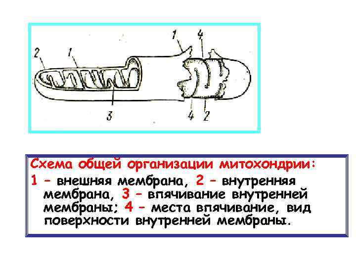 Схема общей организации митохондрии: 1 – внешняя мембрана, 2 – внутренняя мембрана, 3 –