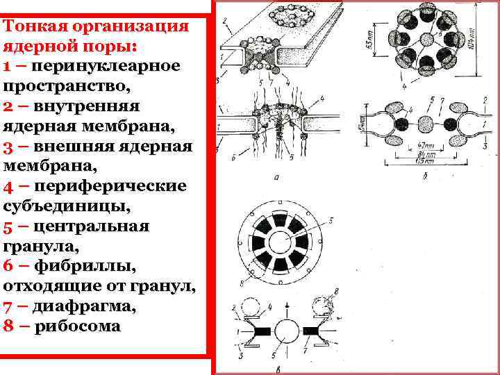 Комплекс ядерной поры