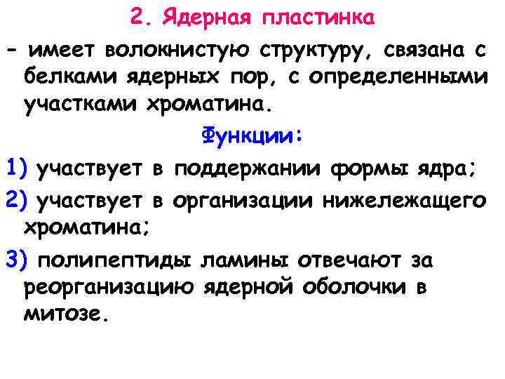 2. Ядерная пластинка - имеет волокнистую структуру, связана с белками ядерных пор, с определенными