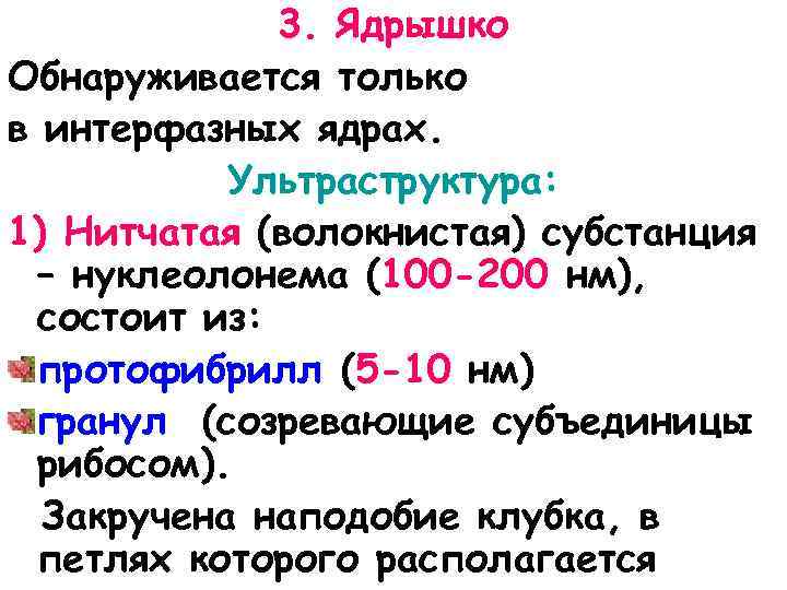 3. Ядрышко Обнаруживается только в интерфазных ядрах. Ультраструктура: 1) Нитчатая (волокнистая) субстанция – нуклеолонема