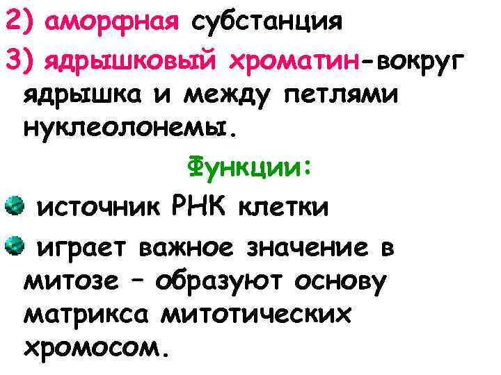 2) аморфная субстанция 3) ядрышковый хроматин-вокруг ядрышка и между петлями нуклеолонемы. Функции: источник РНК