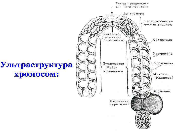 Ультраструктура хромосом: 