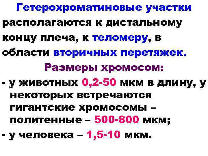 Гетерохроматиновые участки располагаются к дистальному концу плеча, к теломеру, в области вторичных перетяжек. Размеры