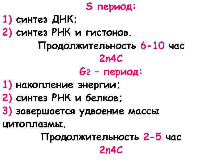 S период: 1) синтез ДНК; 2) синтез РНК и гистонов. Продолжительность 6 -10 час
