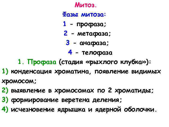 Митоз. Фазы митоза: 1 - профаза; 2 - метафаза; 3 - анафаза; 4 -