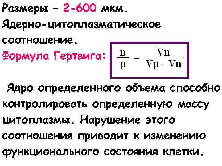 Размеры – 2 -600 мкм. Ядерно-цитоплазматическое соотношение. Формула Гертвига: Ядро определенного объема способно контролировать