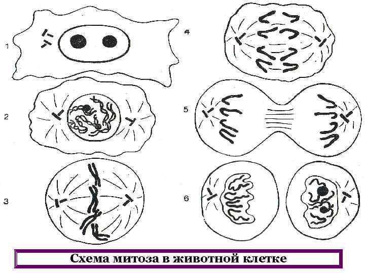 Схема митоза в животной клетке 