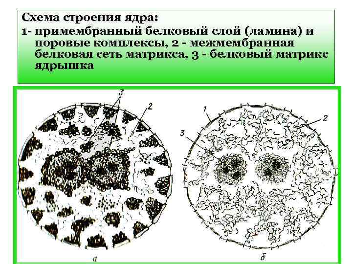 Схема строения ядра: 1 - примембранный белковый слой (ламина) и поровые комплексы, 2 -