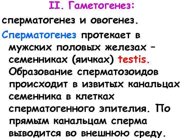 II. Гаметогенез: сперматогенез и овогенез. Сперматогенез протекает в мужских половых железах – семенниках (яичках)
