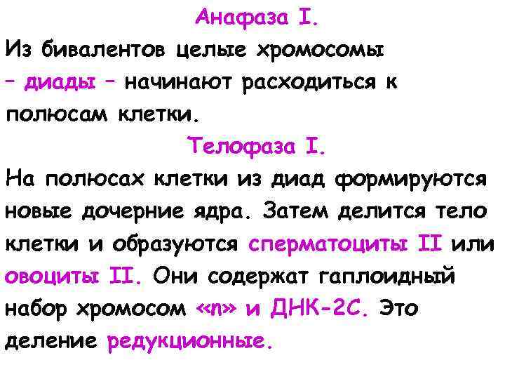Анафаза I. Из бивалентов целые хромосомы – диады – начинают расходиться к полюсам клетки.