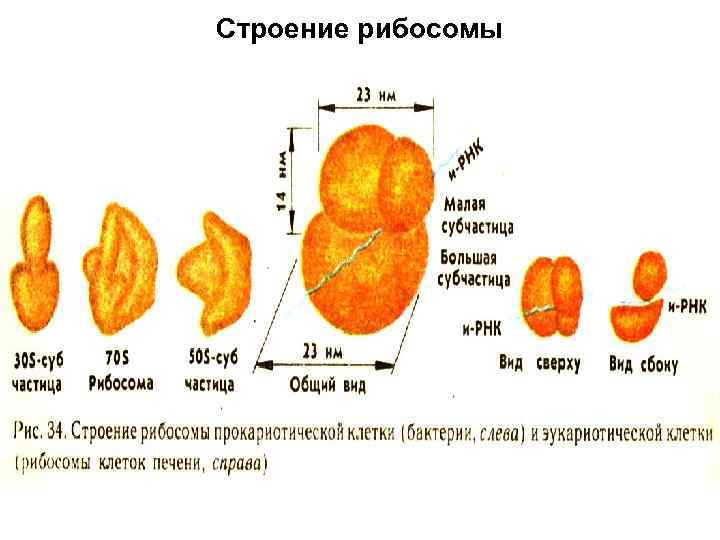 Строение рибосомы 