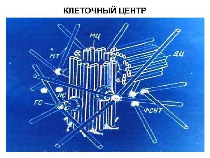 КЛЕТОЧНЫЙ ЦЕНТР 