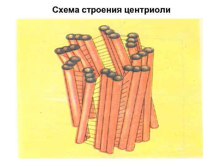 Схема строения центриоли 