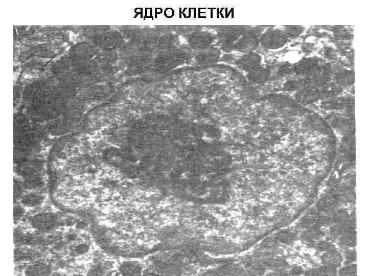 ЯДРО КЛЕТКИ 