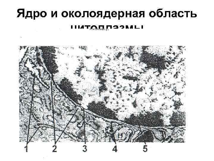 Ядро и околоядерная область цитоплазмы 