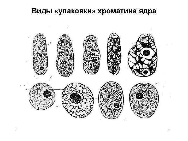 Виды «упаковки» хроматина ядра 