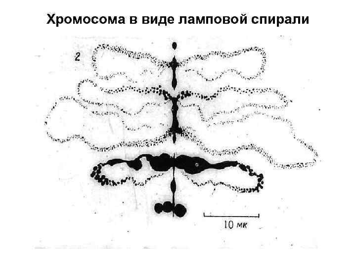 Хромосома в виде ламповой спирали 