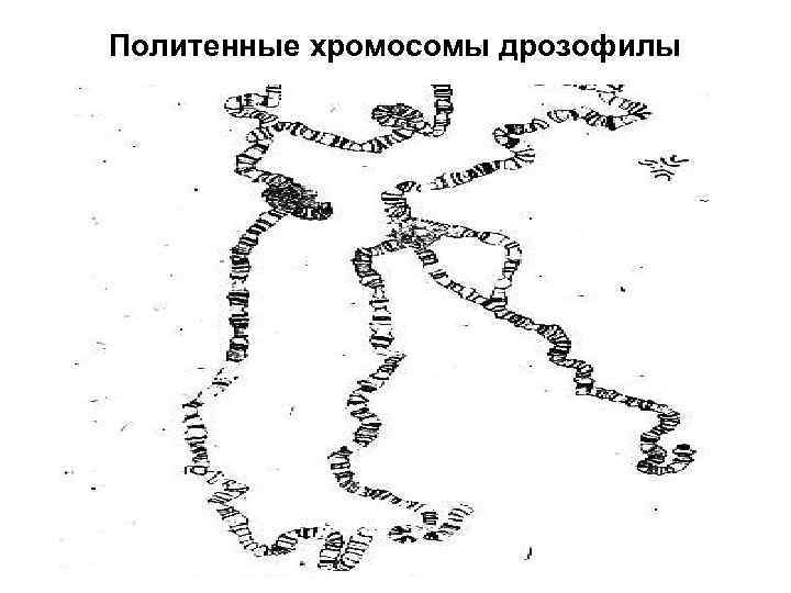Политенные хромосомы дрозофилы 
