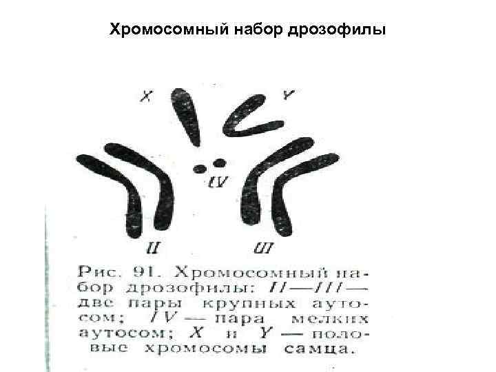 Хромосомный набор дрозофилы 