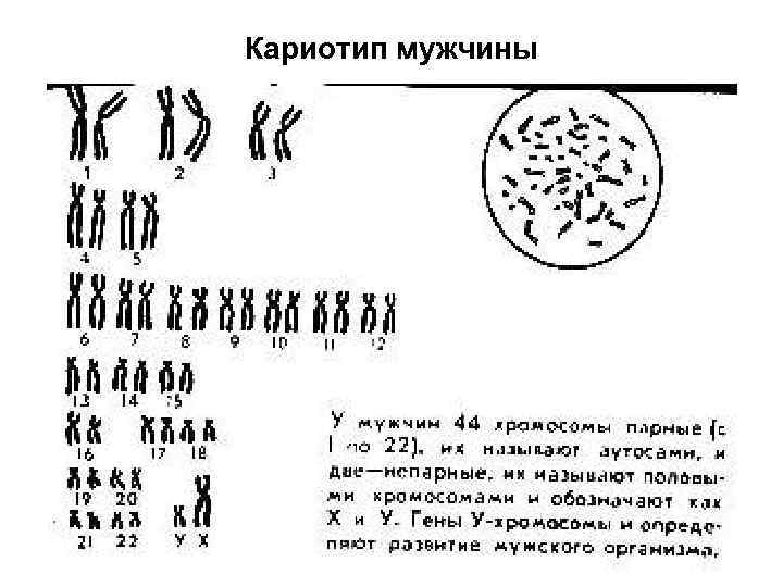 Кариотип мужчины 